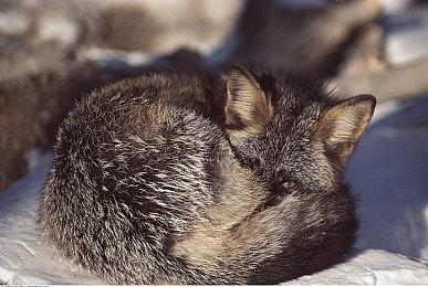 《武装突袭4》定于2027年发售 比《GTA6》还晚